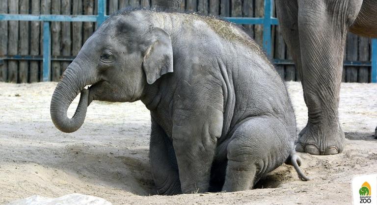 Samut, az ötéves elefántot köszöntötték a budapesti állatkertben