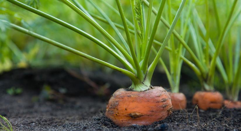 Szupercsapat a kertben: ezeket a növényeket ültesd egymás mellé és szebb lesz a termés, mint valaha