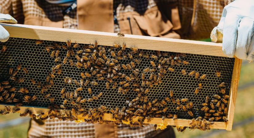 Ha ezen a környéken méhészkedsz, nagy a baj: mindent elégetnek a hatóságok