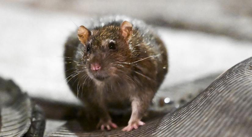 Rágcsálóinvázió: a szakember elárulta, hogyan tartsuk távol az otthonunktól az egereket, patkányokat