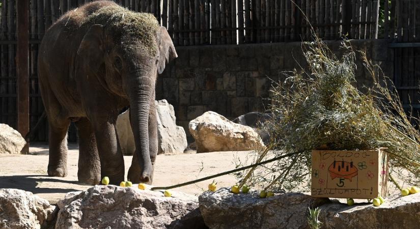 Ötéves lett Samu, különleges tortával köszöntötték a „csöppséget” – képek