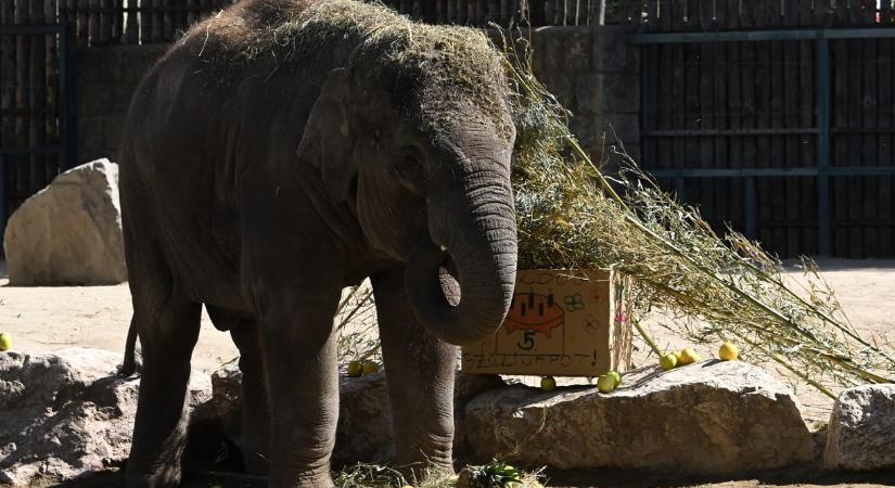 Tortával köszöntötték Samut, a budapesti állatkert ötéves kiselefántját