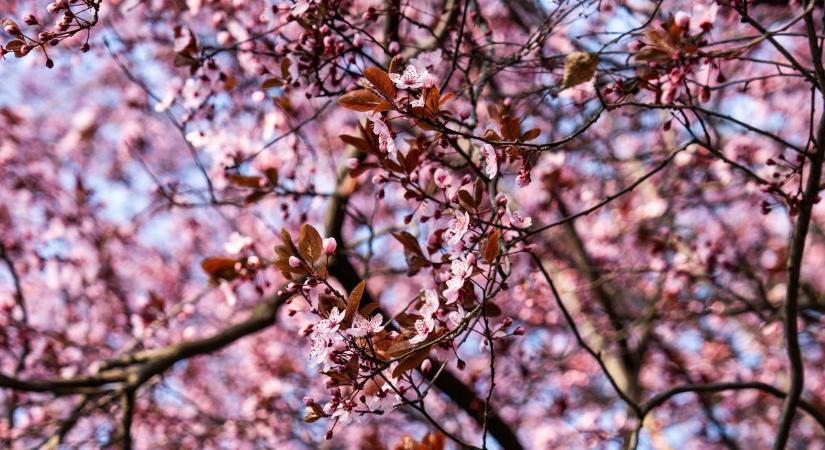 Nem lesz unalmas az idő vasárnap Szegeden