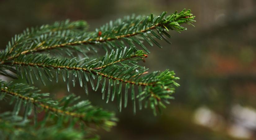 Felgyorsult a lucfenyők pusztulása Magyarországon