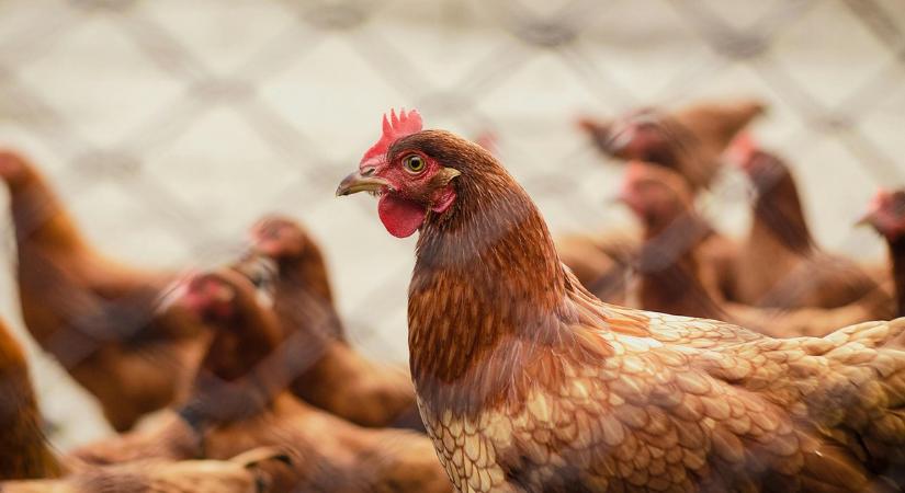 Kotlós forradalom: Vége a kakasok egyeduralmának, jönnek a tyúk-szépségkirálynők! - 100 ezer forintos díj várja a legszebbet!