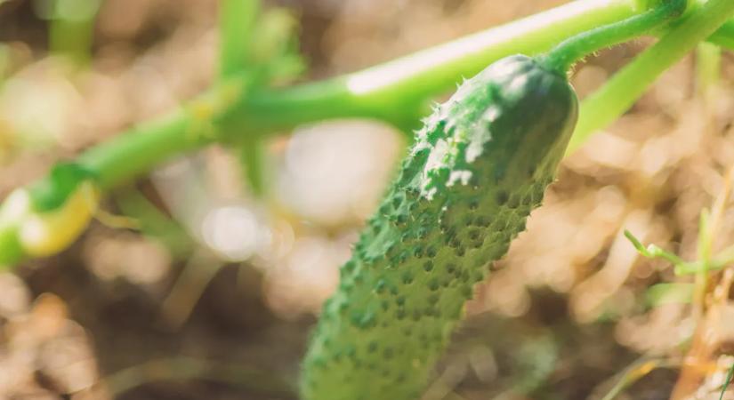 Ha így veted az uborka magjait, bőséges termést szüretelsz a nyáron