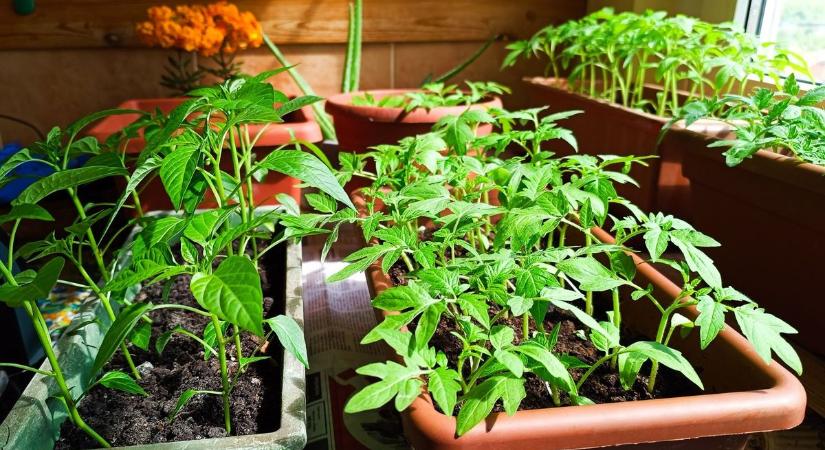 Ekkor kell kiültetni a palántát – itt a tuti módszer a szakembertől, csak egy dunsztos üveg szükséges hozzá