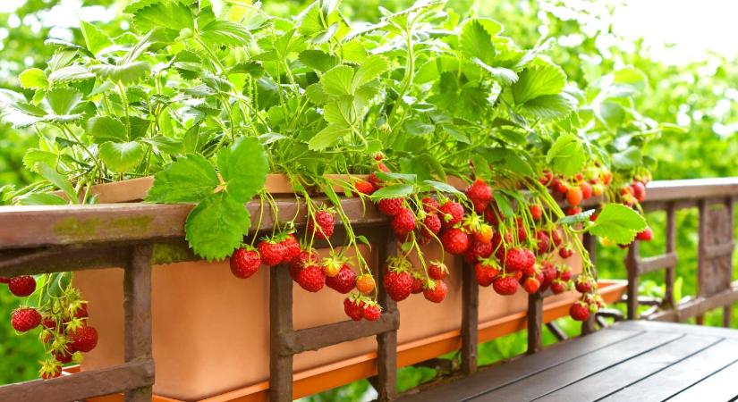 Kert nélkül is megy: így varázsolhatsz eperdzsungelt az erkélyedből