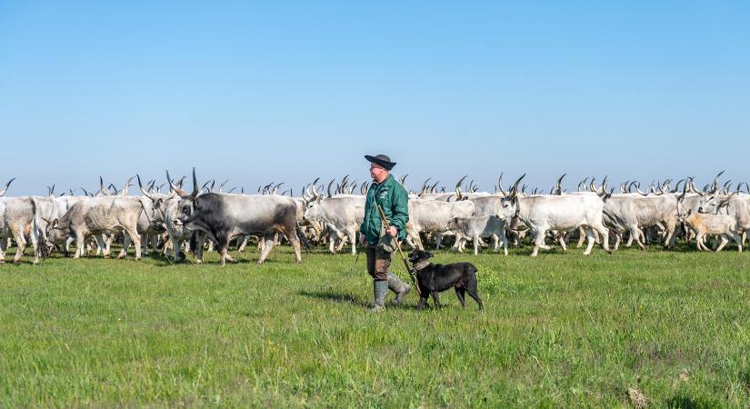 A romantikán túl a magyar pásztorélet egy nagyon kemény, rideg valóság