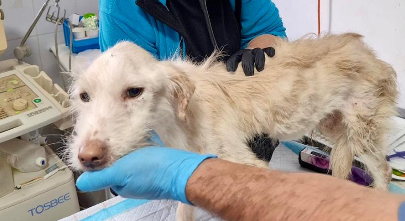 Éhezve, betegen, bezárva: 21 állatot mentettek ki egy bukaresti lakásból