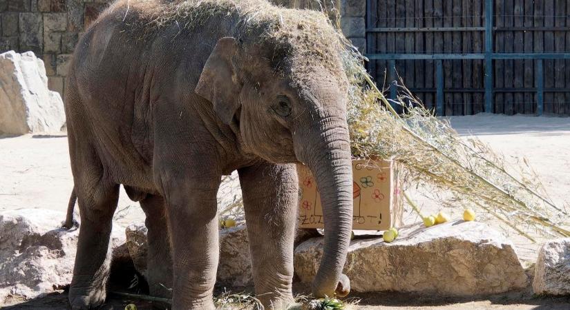 A veszprémi állatkertbe költözik Samu, az immár ötéves kiselefánt
