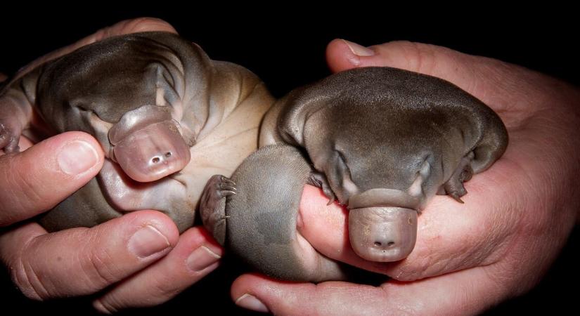 Azonnali, tartós és pusztító fájdalom: a legmérgezőbb emlős horror csípést okoz