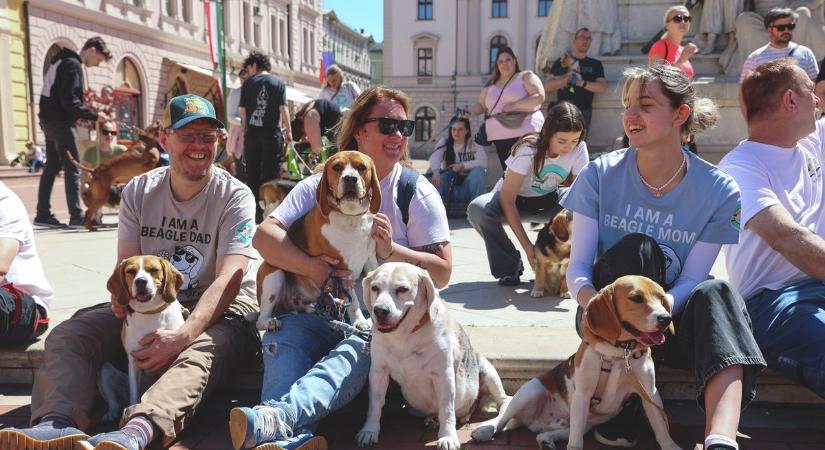 Laborból mentett beagle kutyák sétáltak Szegeden, hogy felhívják a figyelmet a sorsukra
