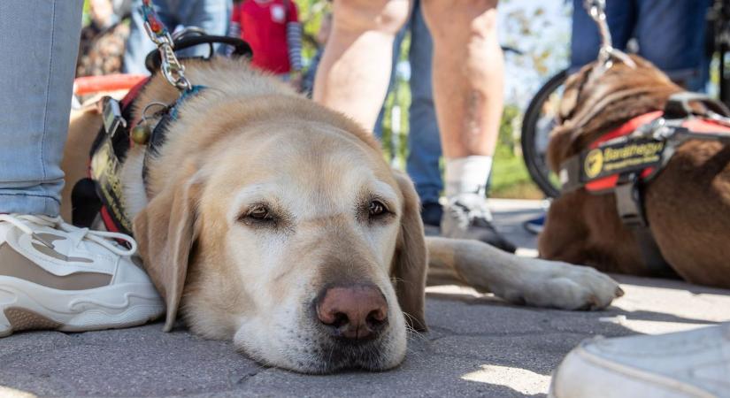 Így még biztosan nem tapasztaltad meg a mindennapokat – különleges program a városban (galéria, videó)