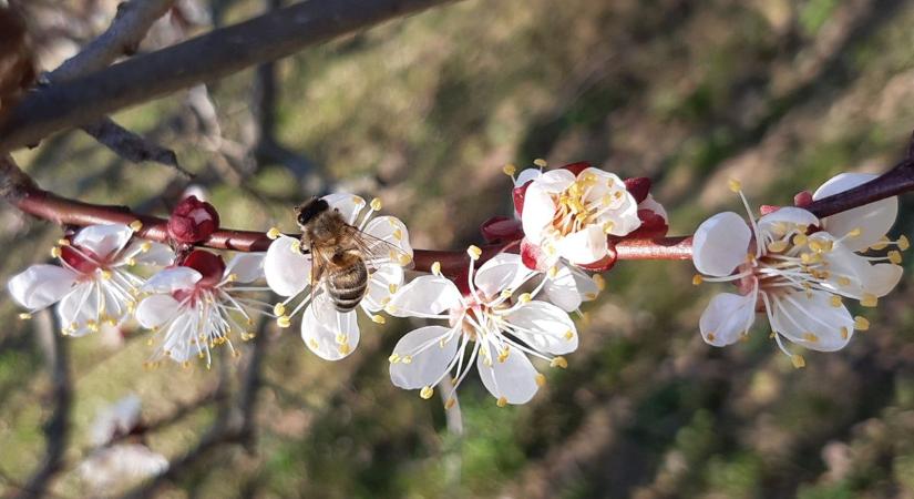 Viszi a fagy a gyümölcsöt, mi lesz itt az árakkal? Mi már tudjuk, mi nem terem majd (képgaléria)
