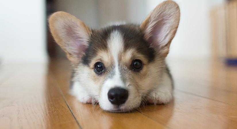 Kutyák lepték el az iskolákat – és a gyerekek imádják