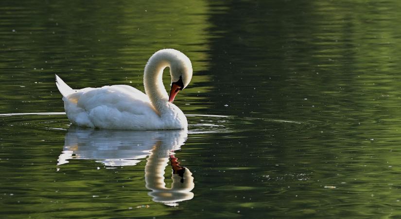 Rekordalacsony vízszinttel várja a nyarat a Velencei-tó