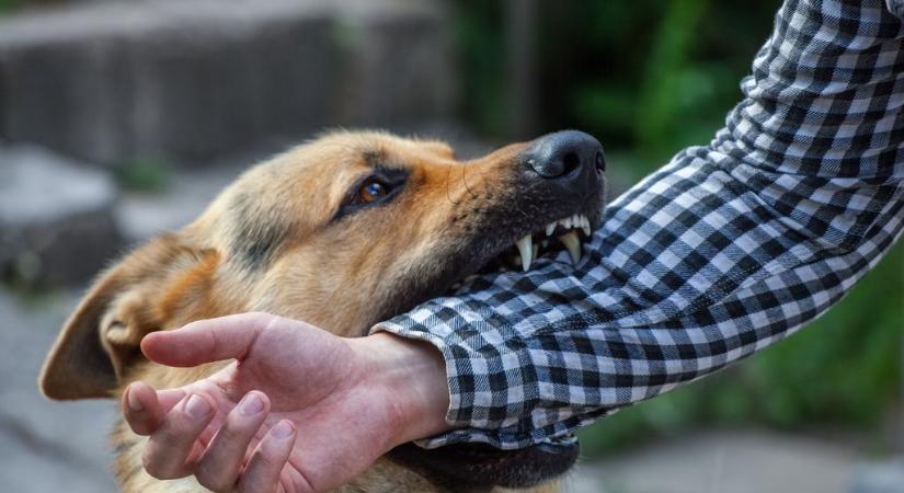 Ezek a kutyaharapás valódi okai