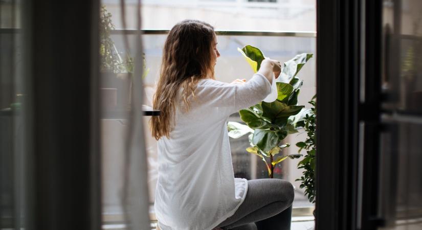 A virágcserepek ideje lejárt, mutatjuk az új őrületet