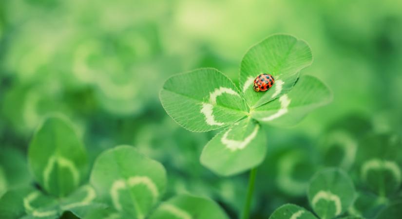 Friss! Az Ötöslottó nyerőszámai a 17. játékhéten 2026-ban