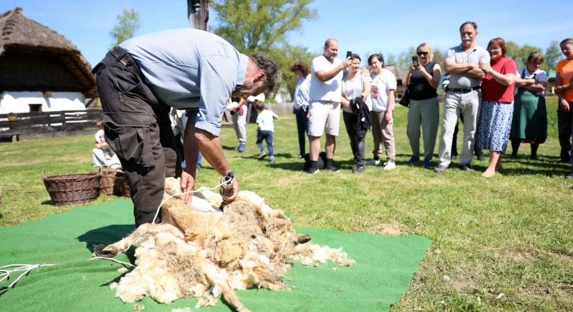 Sokan nézték, mégis némán tűrték a fazonigazítást... – régen gyűjtötték az értékes gyapjút, ma elégetik