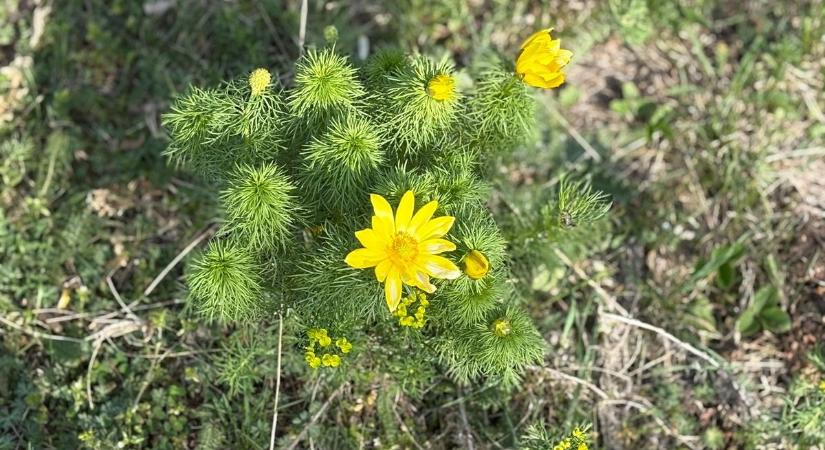 Nem csak a szél erősödik – fagyos reggeleket és rosszullétet is hozhat a hidegfront