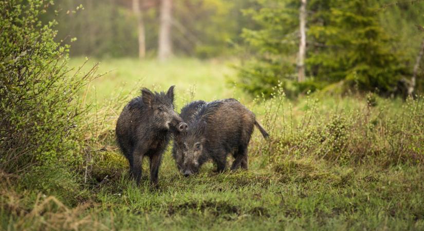 Nem csitul a járvány: újabb eseteket találtak ebben a térségben