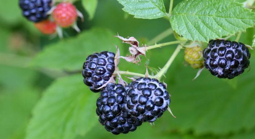 Ez a gyümölcs most a legújabb szuperélelmiszer