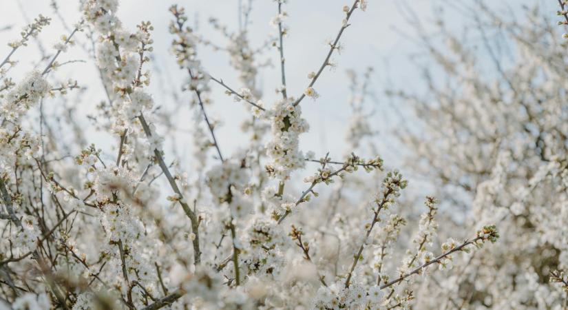 Időjárás 2026. április 26.: Hidegfronti hatás miatt csökken a hőmérséklet