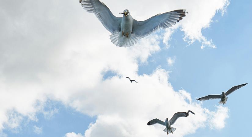 Öt fokos lehűlést kapunk és a szél rátesz még egy lapáttal