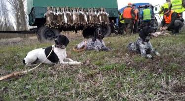 Vadkár a vadgazda szemével