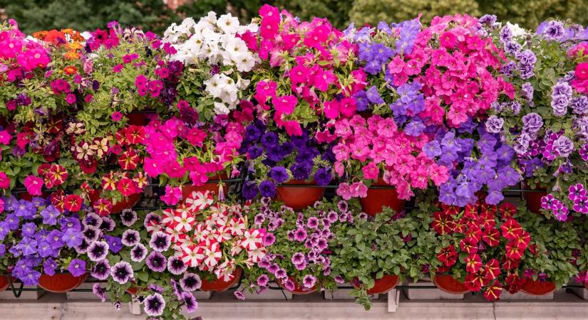 Vége a petúnia-korszaknak? A kertészek tanácsára idén mindenki ezt a virágot ülteti, ami víz nélkül is úgy tündököl, mint egy drágakő