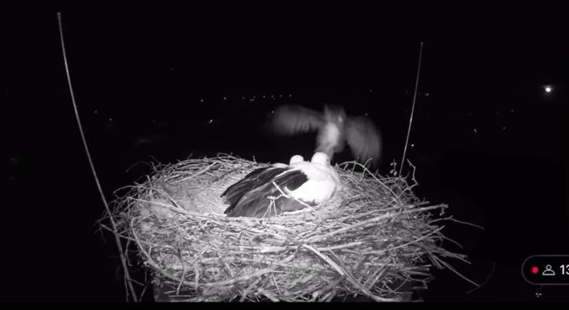 Egy éve ilyenkor: vérfagyasztó jelenetsort rögzített a gólyakamera