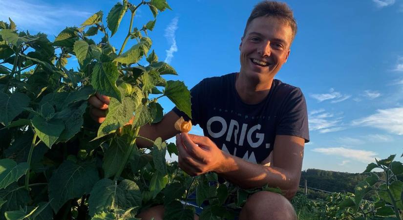 Paradicsompalántát ültetnél? A zalai kertészmérnök szerint ezt sokan elrontják tavasszal