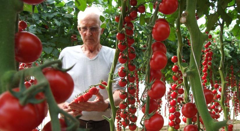 Olcsóbb lett a zöldség, miközben a termelők vészharangot kongatnak