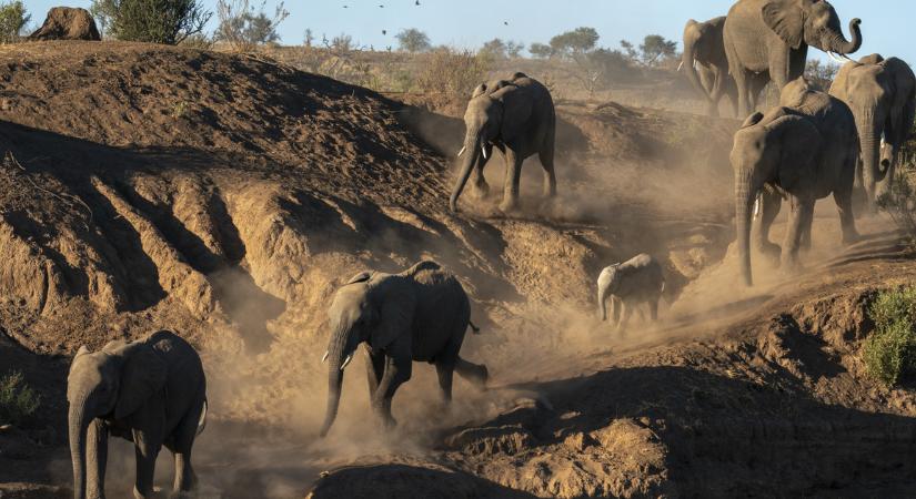 Elefántcsorda taposta halálra a milliomos amerikait vadászat közben