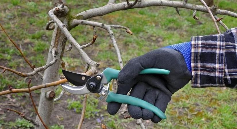 Tele lesz a kerted kártevőkkel, ha ezt kihagyod – kertész mondta el a titkot!