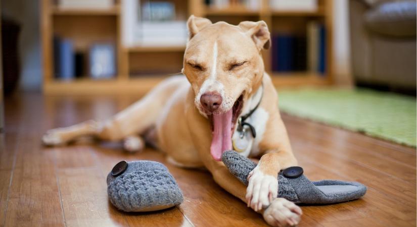 Kevés gazdi tudja, de ez a valódi oka, amiért a kutyád ellopja a cipődet