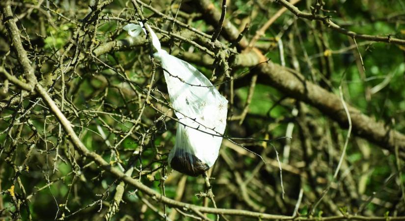 Gusztustalan dolgot találtunk a zalai településen – biztosan nem a fán termett