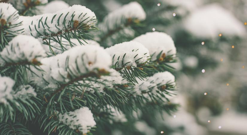 Ennyi volt: már nem bírják a lucfenyők a magyarországi klímát