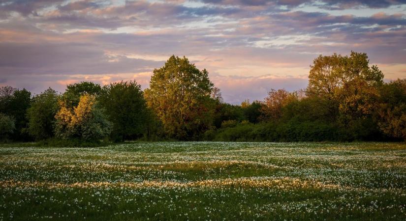 Csodát láthat, aki most Babócsára látogat: közel teljes pompában virágzik a híres nárciszmező