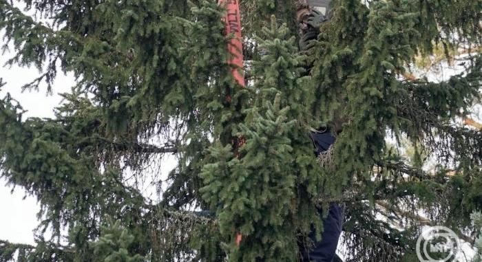 A klímaváltozás előrehaladását jelzi a lucfenyők gyorsuló pusztulása Magyarországon