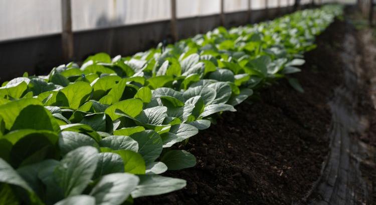 Nem tápanyag, mégis működik: új korszak jön