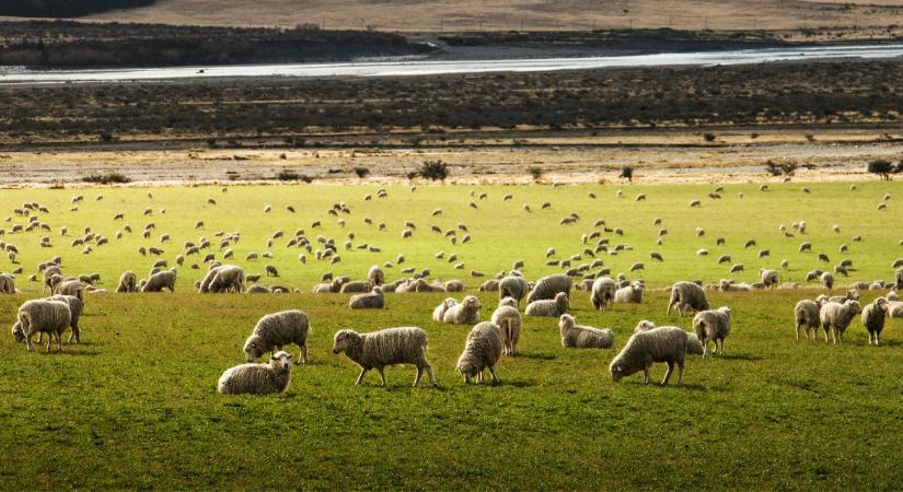 Hulladék vagy erőforrás? A gyapjú átsorolásáért küzdenek a magyar és uniós gazdák