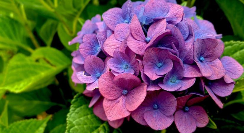 A hortenziák szebben virágoznak, ha ezt az egy dolgot megtesszük – fogy az idő