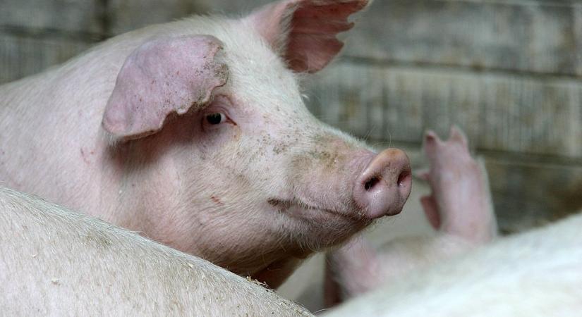 Megjöttek a friss számok: így állunk az élelmiszerárakkal