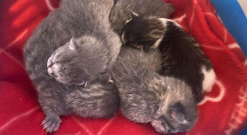 Nincs menekvés! Egy házaspár szemtanúja volt az esetnek, és az autó rendszámát is felírták