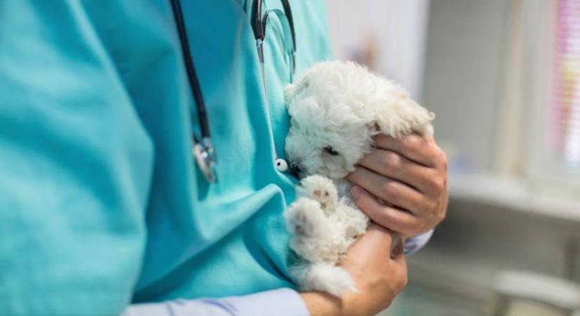 Ez ellen a rejtőzködő kór ellen csak a gazdik tudatossága védheti meg a kutyusokat: ezt teszi a osteogenesis imperfecta