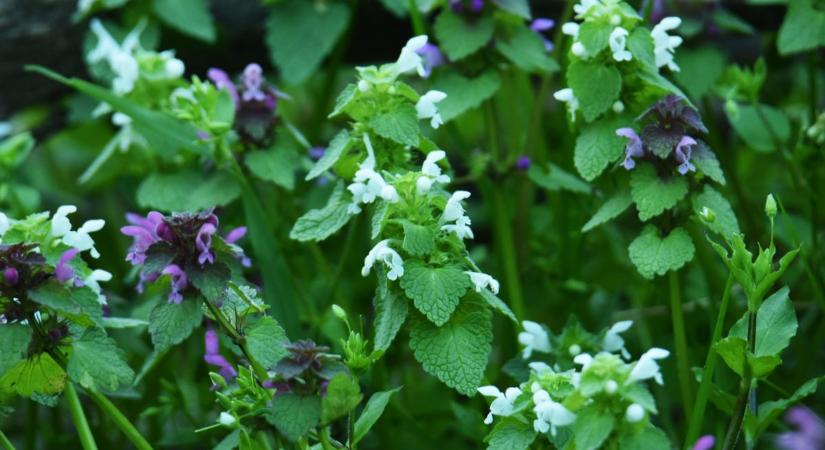 Nem minden piros árvacsalán lila – sőt, van, ami teljesen fehér