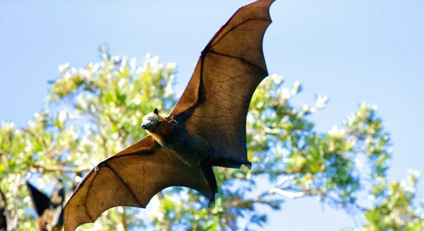 Fertőzött denevért találtak az egyik egyetem kampuszán - fertőzést hordoz magában az állat